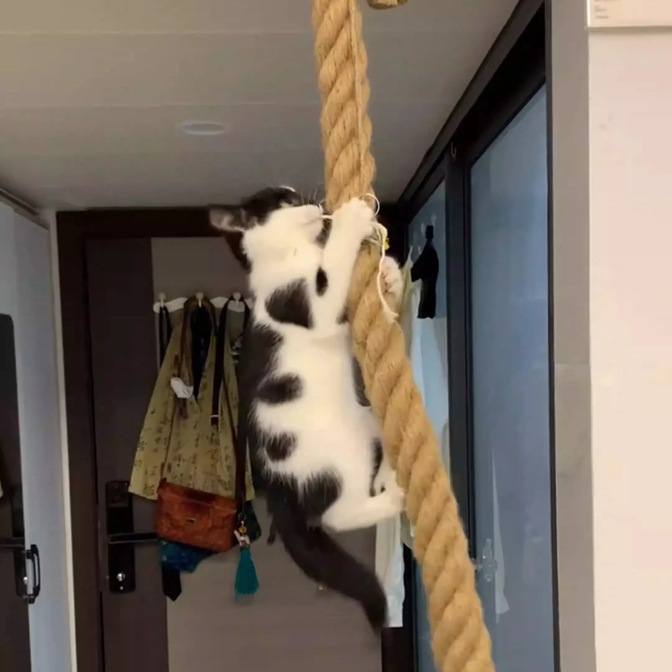 Muebles de escalada para gatos de techo de pared con cuerda de sisal y escalones de madera maciza estilo gancho, para gatos rascar y escalar. - imagen 4