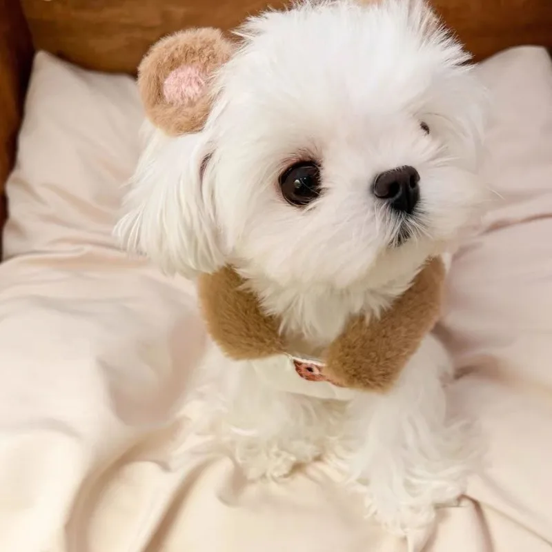 Abrigo para perro oso, chaqueta, ropa para mascotas, ropa para perros con estampado suave más grueso, chaleco de felpa, ropa cálida de invierno con dibujos animados para perros, Chihuahua - imagen 2