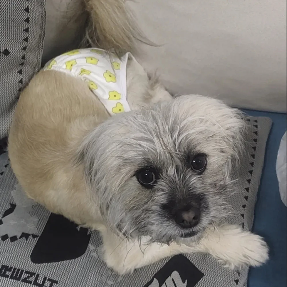 Pañales reutilizables para mascotas, pantalones cortos para perros pequeños, previenen la cosecha, pantalones fisiológicos para cachorros, ropa interior maltesa Chihuahua - imagen 3