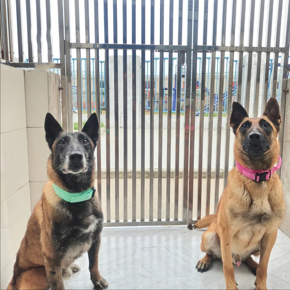 Durable Metal Buckle Pet Collars for Medium Large Dogs Solid Nylon Big Dog Collar with Handle Greyhound mascotas Accessories - imagen 3