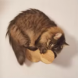 Juego de postes rascadores de 3 piezas, escalones de pared para gatos, percha montada en la pared para gatos de interior, muebles Premium para jugar y escalar