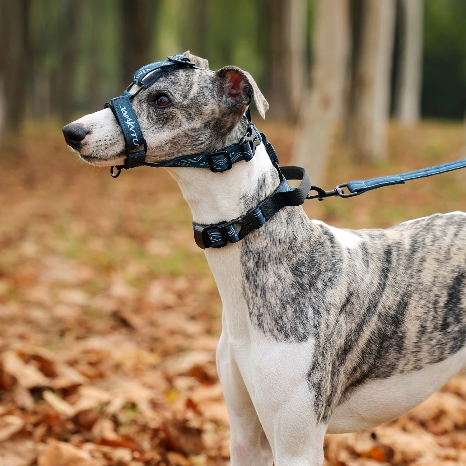 Collar de cabeza suave Leader No-Pull para perros, conjunto de Collar de correa para mascotas, Collar ligero para mascotas con bozal, bozal para perro con correa de cuello - imagen 3