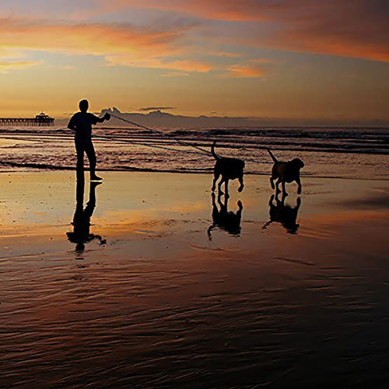 Perros - Diseño para perros