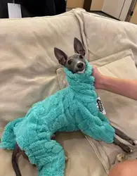Mono de invierno para perros pequeños y medianos - Abrigo cálido