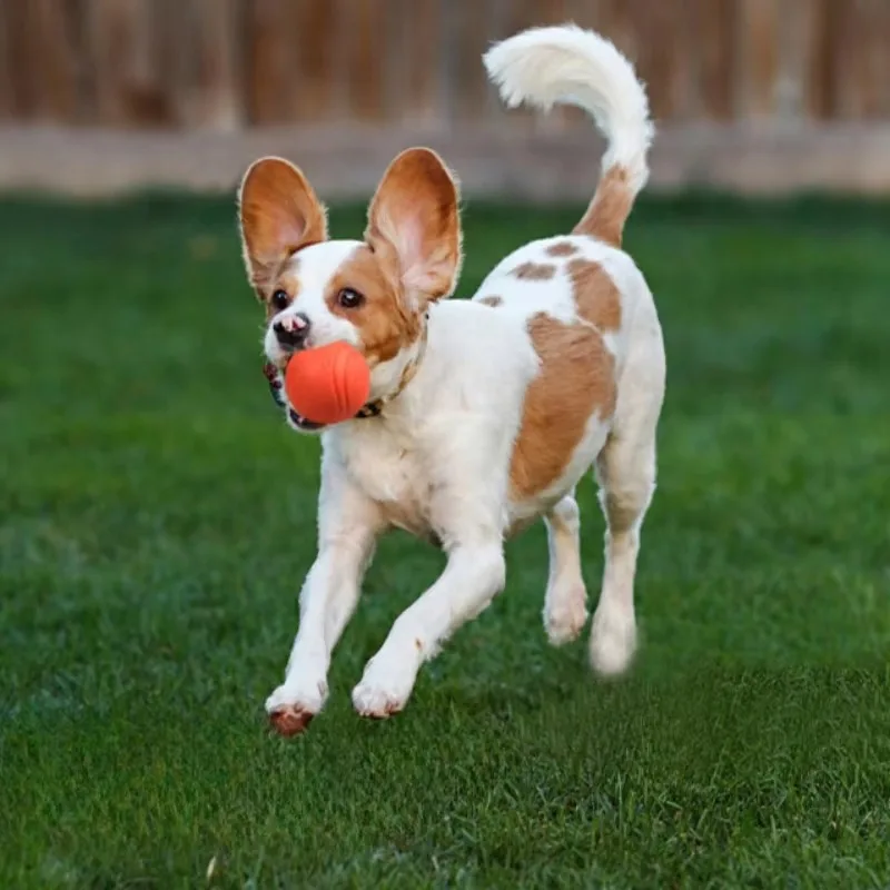 Bolas elásticas de goma sólida para perros, juguetes para cachorros, juguete para moler dientes masticables, Material TPR para mascotas, suministros interactivos, productos de bolas para perros - imagen 3