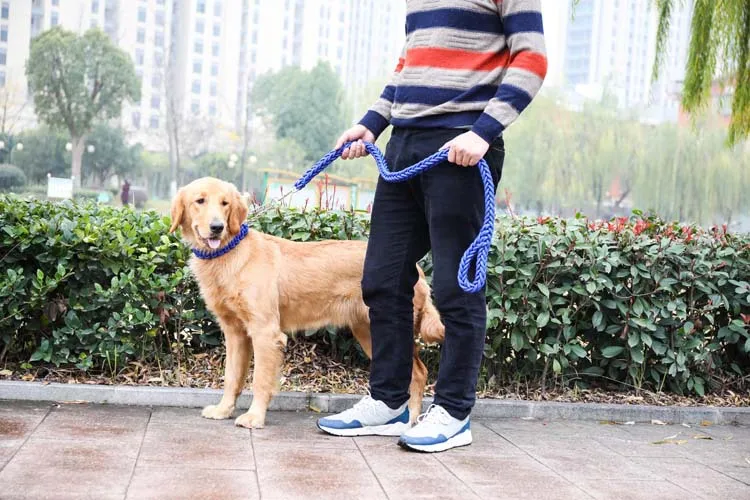 Collar de nailon para perros mostrado en detalle sobre fondo neutro