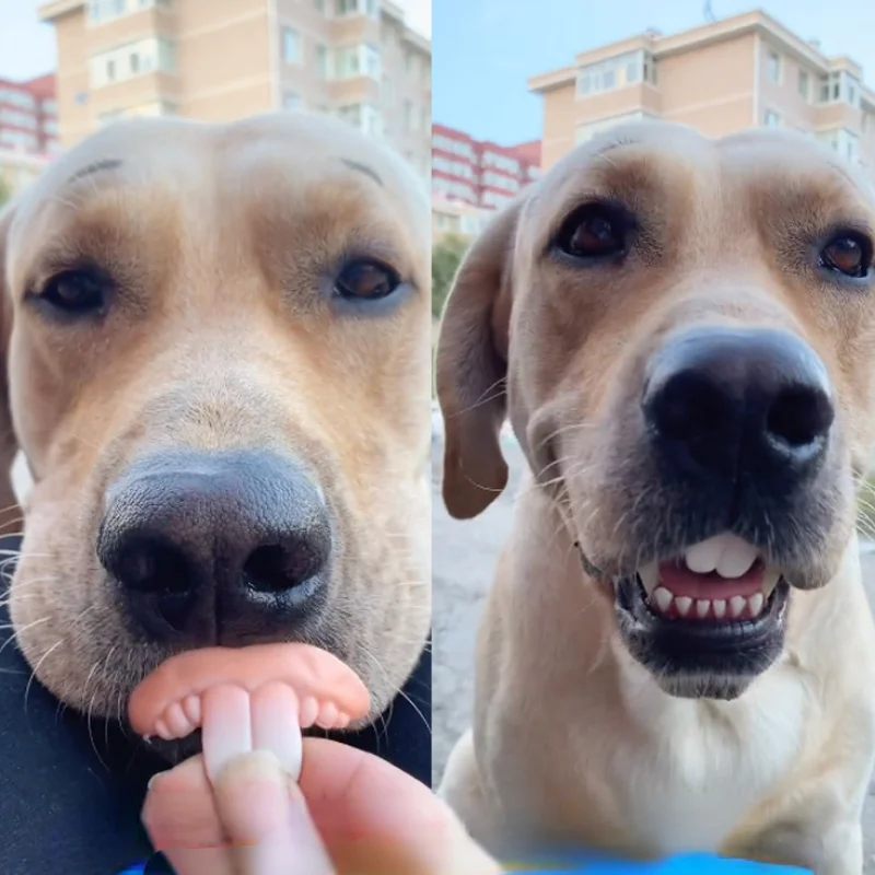 Dientes postizos para perros, dentaduras postizas divertidas, suministros de decoración para mascotas, Cosplay de Halloween, juguetes para humanos y vampiros, dentaduras postizas divertidas y difíciles - imagen 3