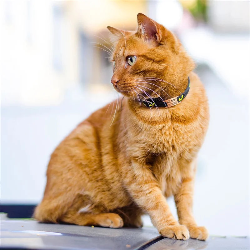 Collar con etiqueta de identificación de perro y gato de acero inoxidable personalizado, accesorios, Collar grabado personalizado, suministros para productos con nombre de etiqueta de perro - imagen 4