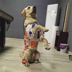 Ropa de verano para perros grandes con protección solar transpirable