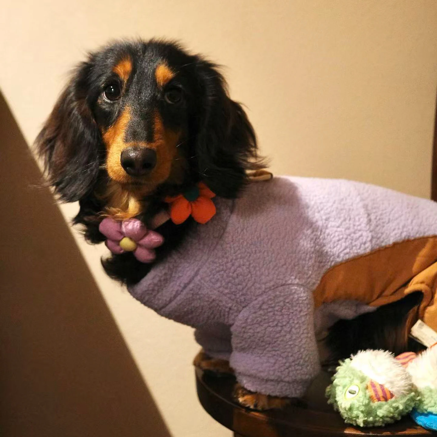 Sudadera morada para perro salchicha – Ropa suave primavera/otoño - imagen 3
