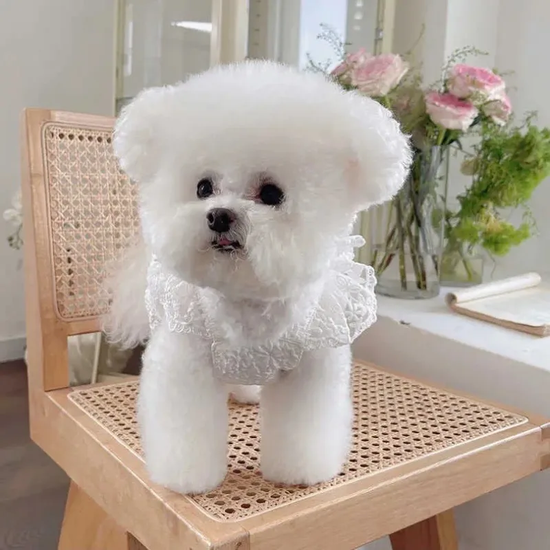 Ropa de verano para perros de encaje a la moda Ins, vestido de novia con lazo, vestido de encaje, ropa para perros Bichon de peluche, vestido hawaiano para perros, ropa bonita para cachorros - imagen 4