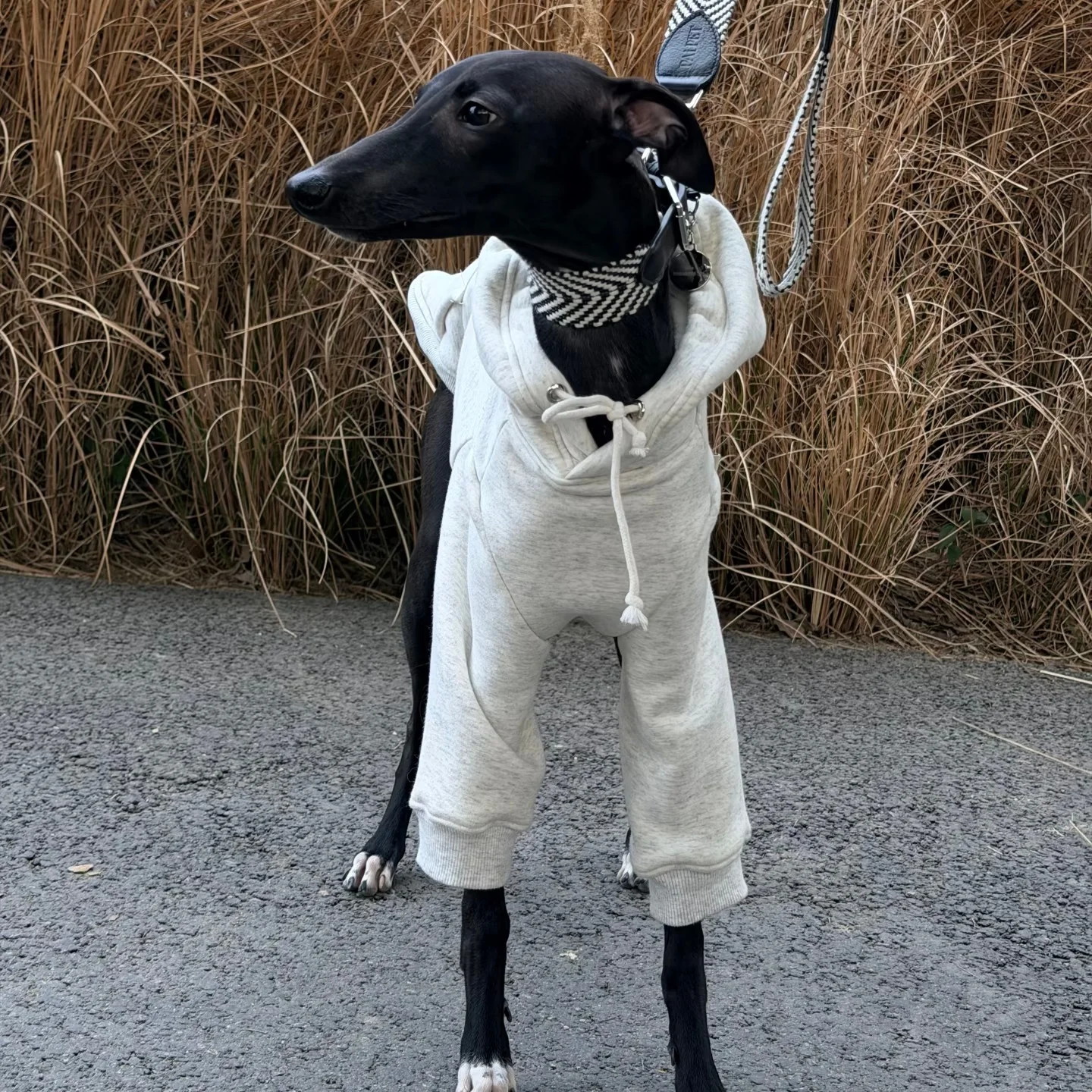Sudadera con capucha manga larga gris para Galgo Italiano y Whippet