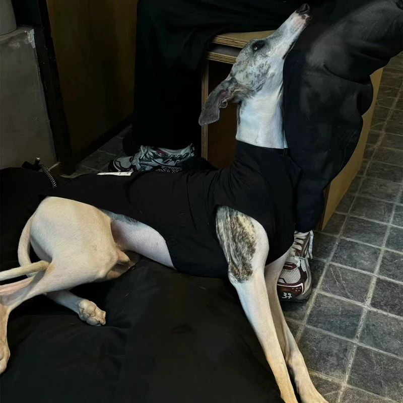 Camiseta negra fresca de verano para perros Whipbit, resistencia a insectos al aire libre, abrigo ligero y transpirable de secado rápido para galgo italiano - imagen 3