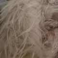 Champagne Back Hair