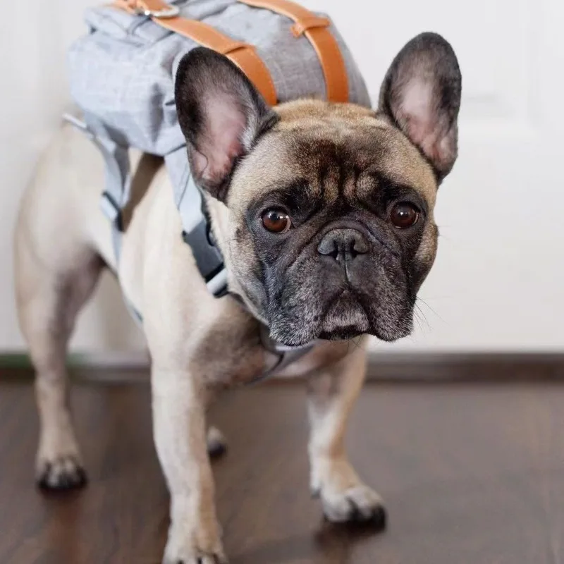 Mochila Retro británica para perros, bolsa de transporte para senderismo, bolsas para excrementos de perros empaquetadas de viaje, mochila para perros, suministros para mascotas para caminar al aire libre - imagen 5