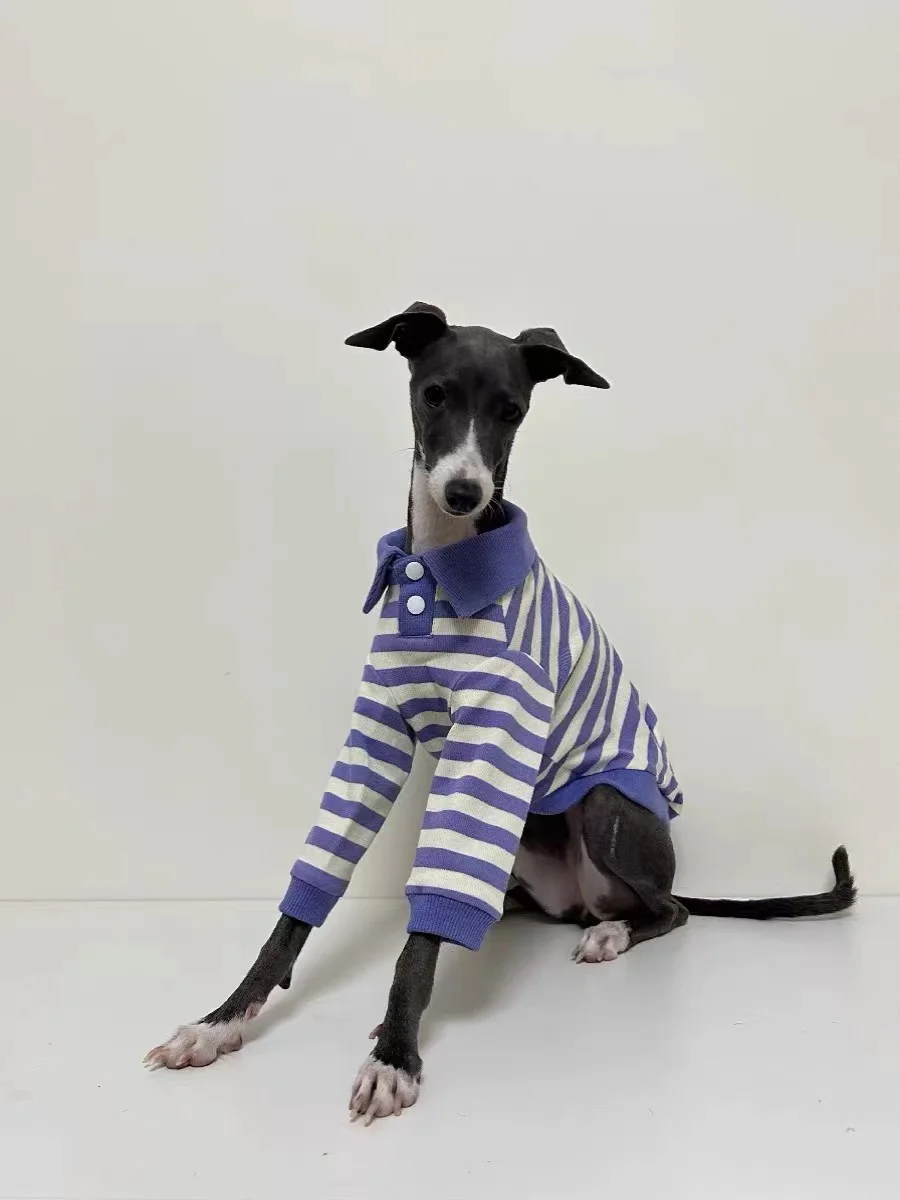 Camisa POLO de algodón puro para perro, ropa elástica de galgo italiano Whippet Bellington, rayas moradas, Otoño e Invierno