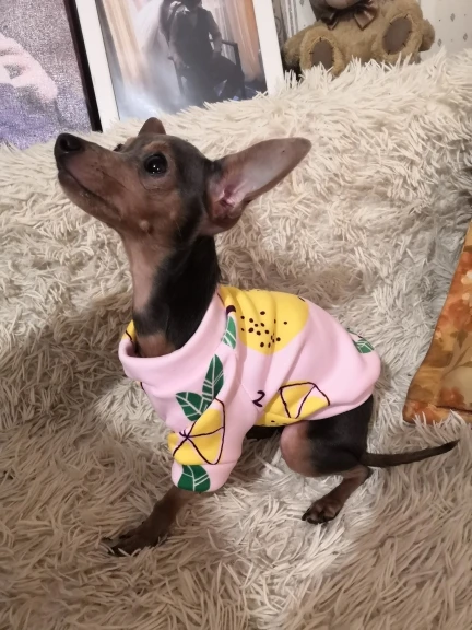 Empaquetado del producto - Presentación