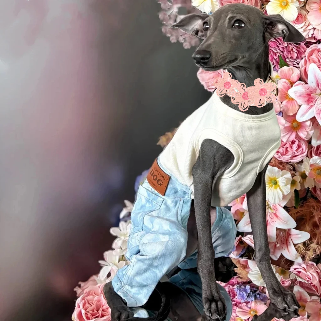 Ropa de moda para perros Whippet, mono vaquero de algodón de una pieza para primavera, camiseta, pantalones para disfraces de galgo italiano - imagen 5