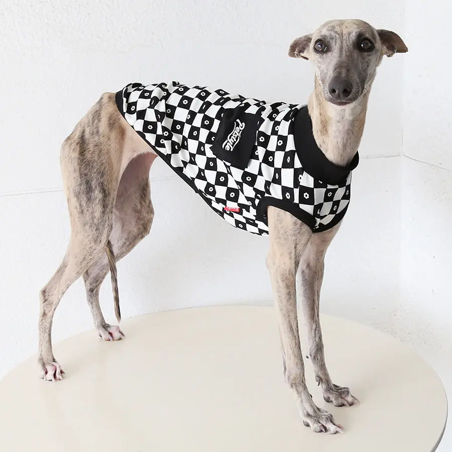 Camiseta protección solar para Whippet y Galgo Italiano - imagen 3