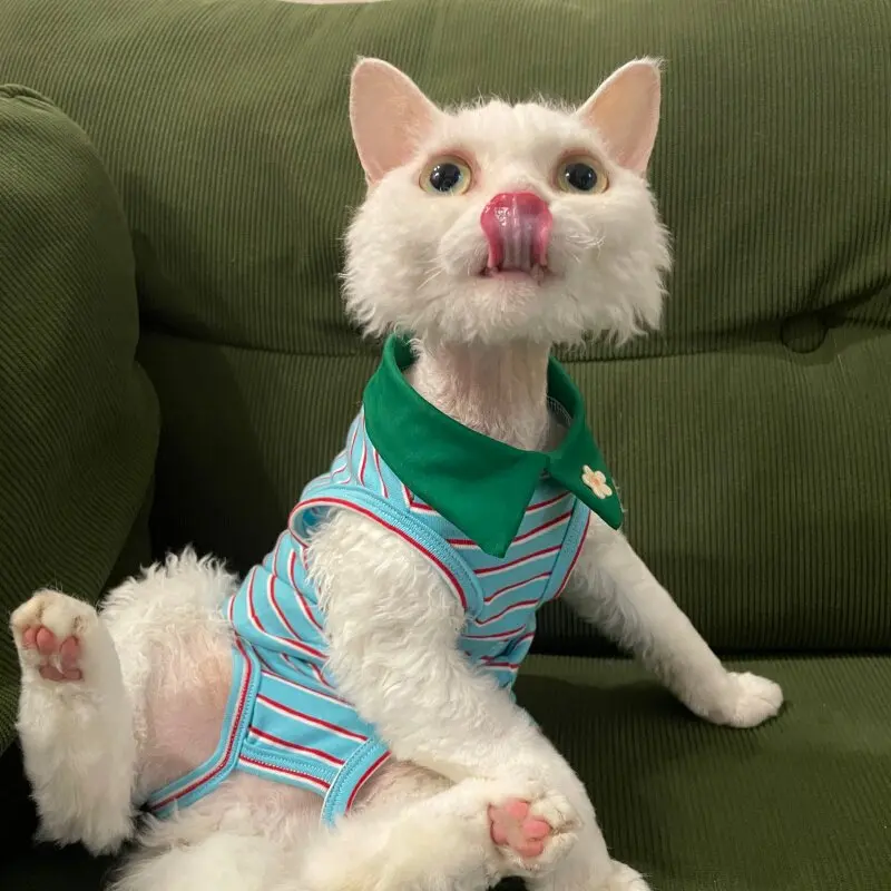 Mono azul para gatos Sphynx y Devon Rex – Abrigo cómodo - imagen 2