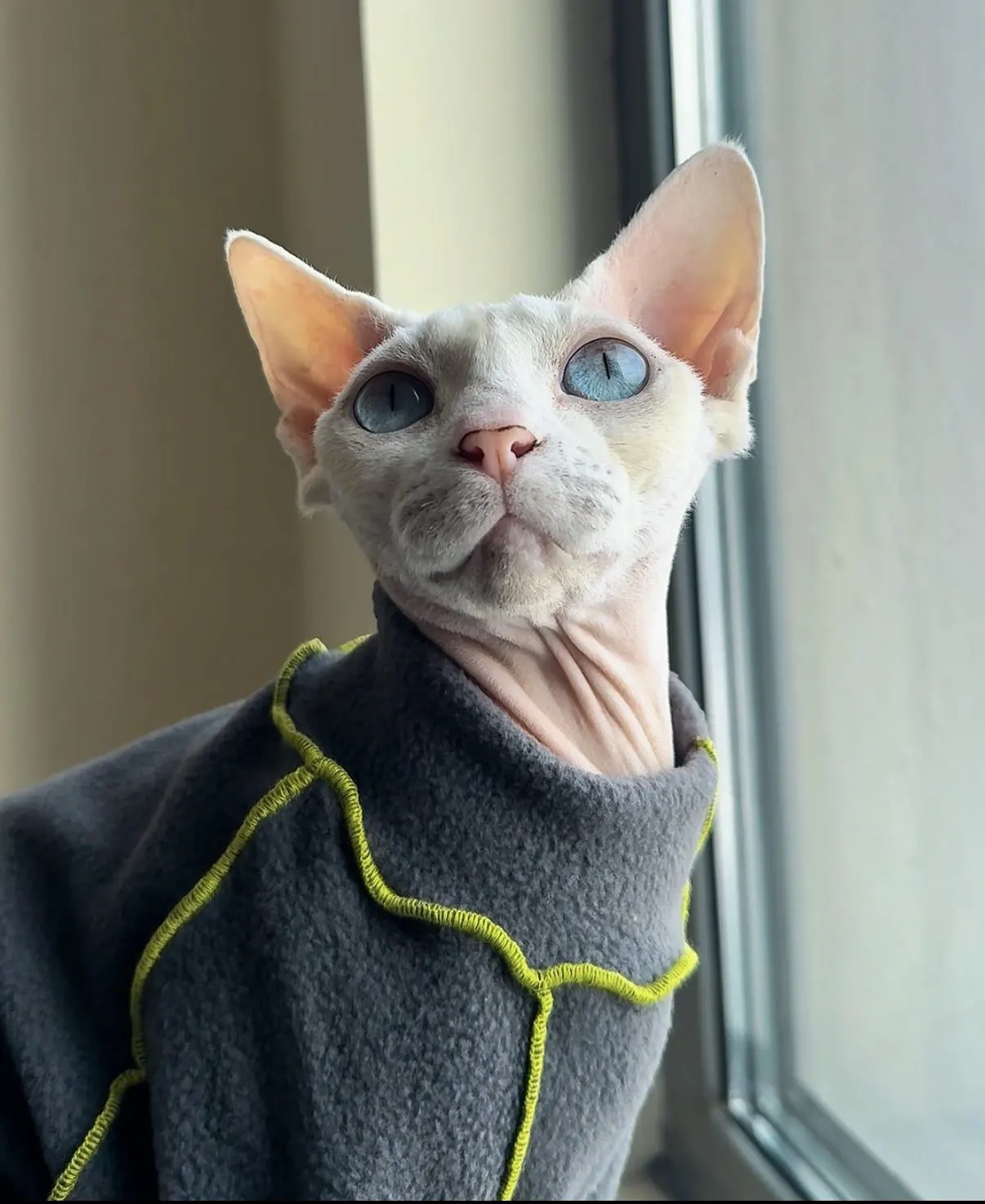 Abrigo polar gris manga larga para gato Sphynx suave y antimanchas - imagen 5