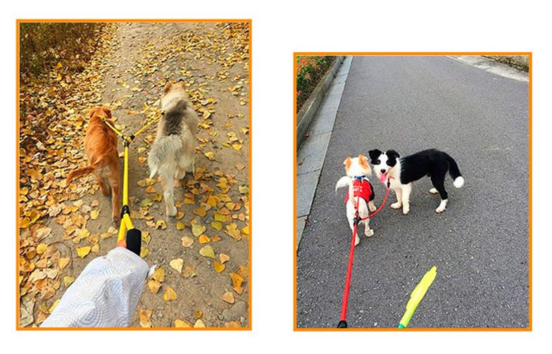 Correa Doble Perro Desmontable - sistema desmontable