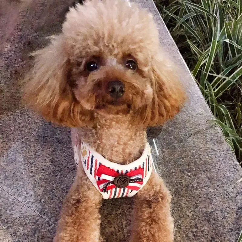 Arnés ajustable para cachorros y gatos, conjunto de correa, chaleco para el pecho para mascotas, cuerda de tracción para perros pequeños, cuerda para correr al aire libre para animales - imagen 5