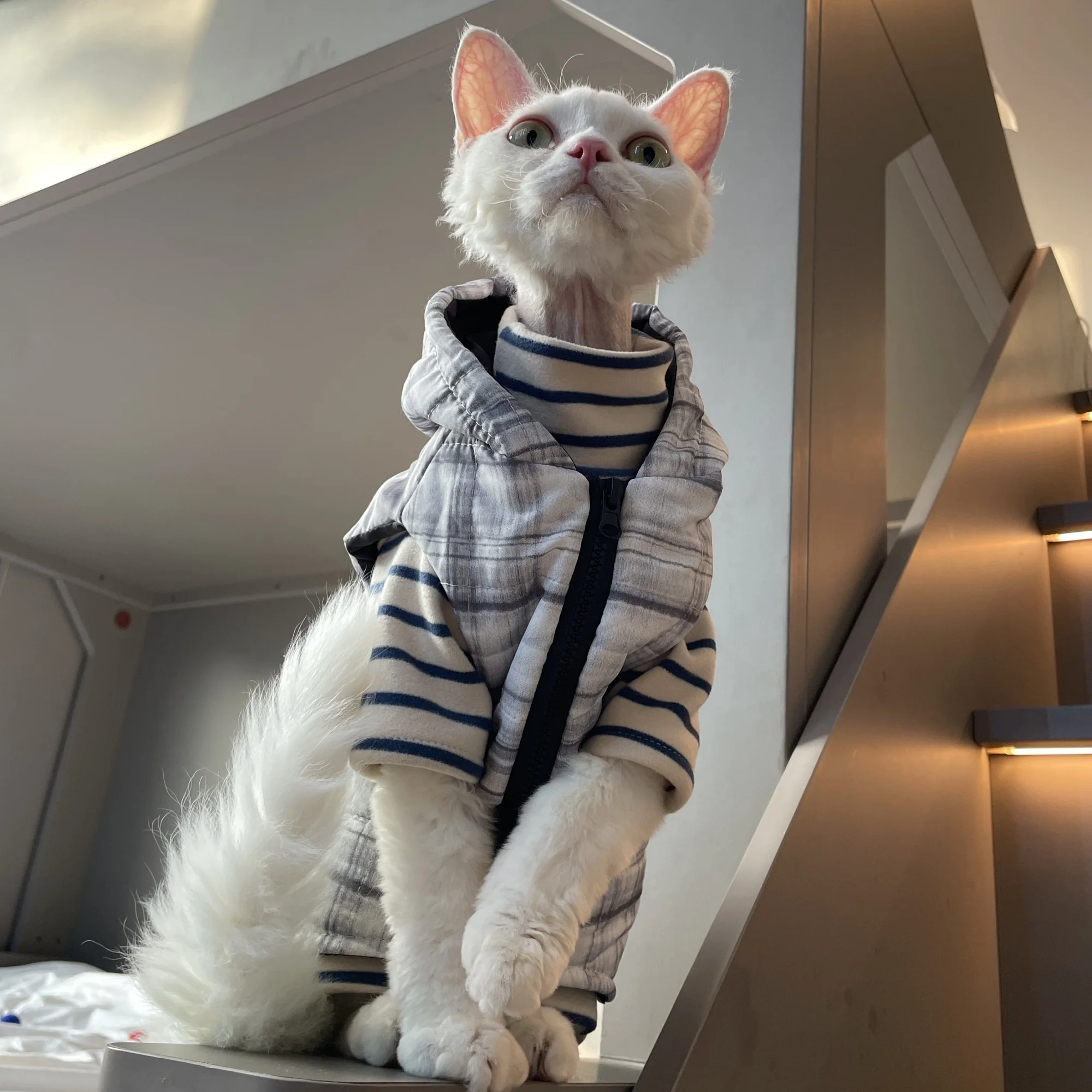 Chaqueta gris a rayas con capucha y cremallera para gato esfinge en invierno, abrigo cálido sin mangas para Devon Rex, traje suave para gatitos - imagen 3