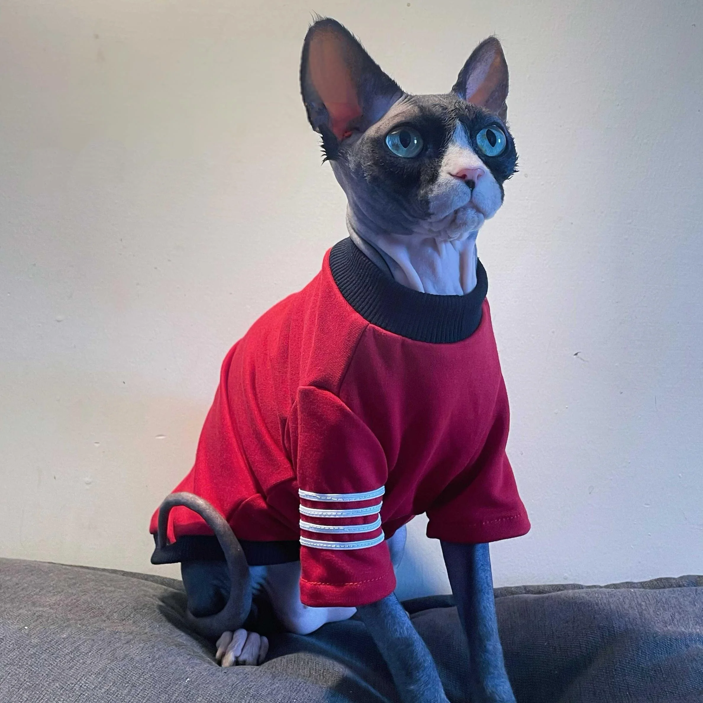 Camiseta de algodón cálido para gatos Sphynx y Devon Rex