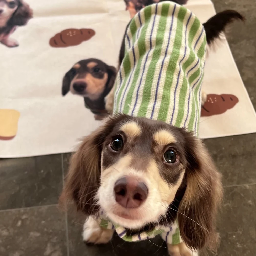Sudadera de rayas verdes para perros Wiener, abrigo suave de otoño e invierno para perros salchicha, pijamas de lana cálidos para perros de tejón - imagen 2