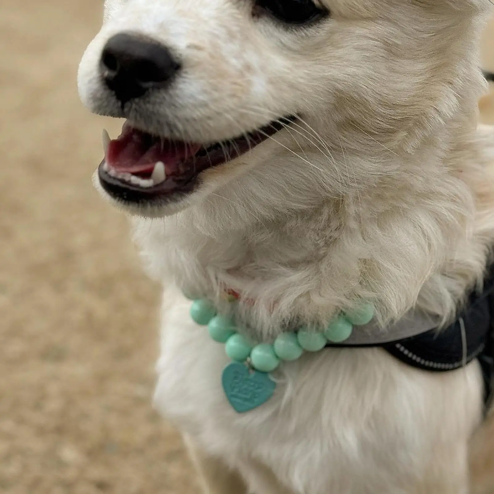 Dog Collar Outfits Accessories Adjustable for Indoor Cats Kittens Holiday