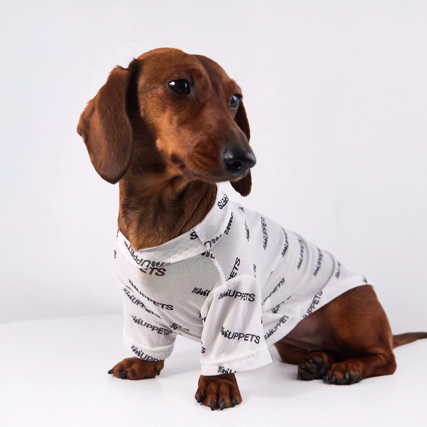 Pijama malla ultravioleta para perros pequeños Dachshund