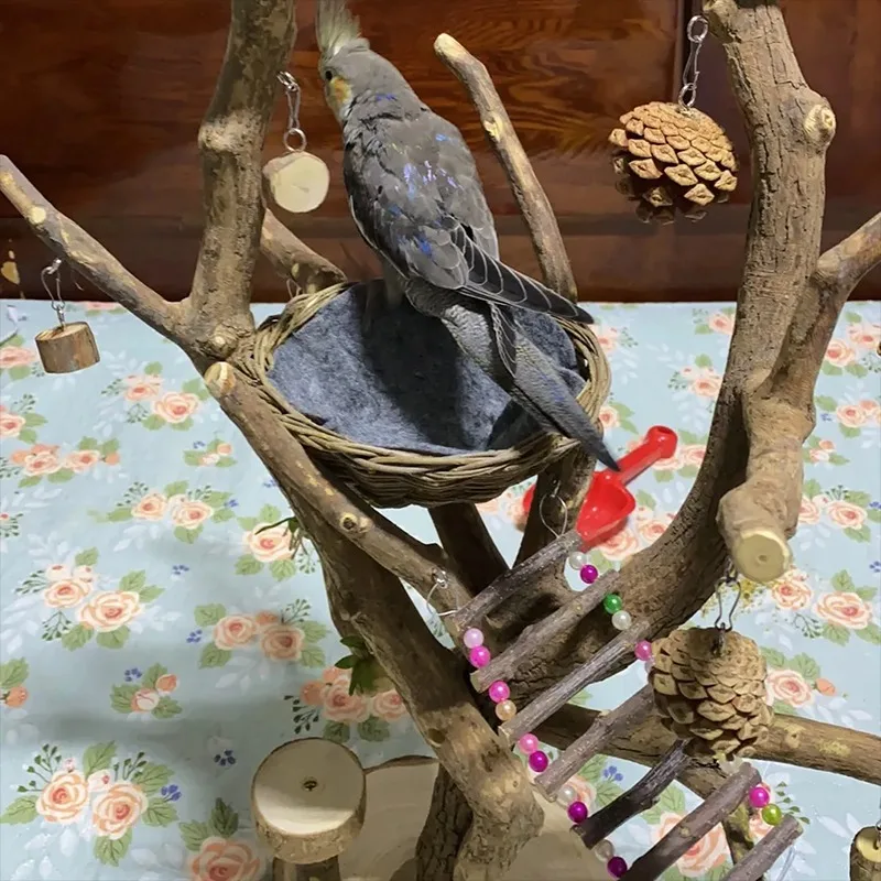 Árbol de pie para mascotas, estante de jaula de pájaros ecológico con visualización de madera Natural, perchas para loros y ardillas, perchas de rama, palo de juguete para morder - imagen 2