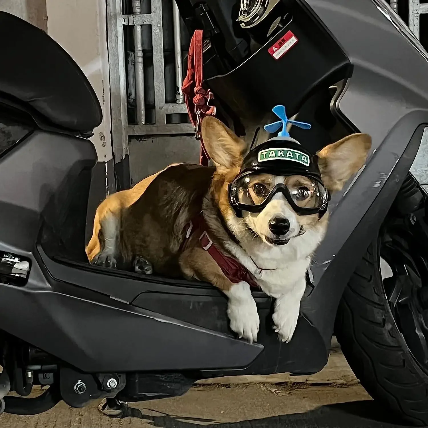 ATUBAN Casco y gafas de sol grandes para perros, gafas con protección UV para perros, sombrero deportivo para mascotas, gafas para perros, sombrero de seguridad duro para motocicleta - imagen 2