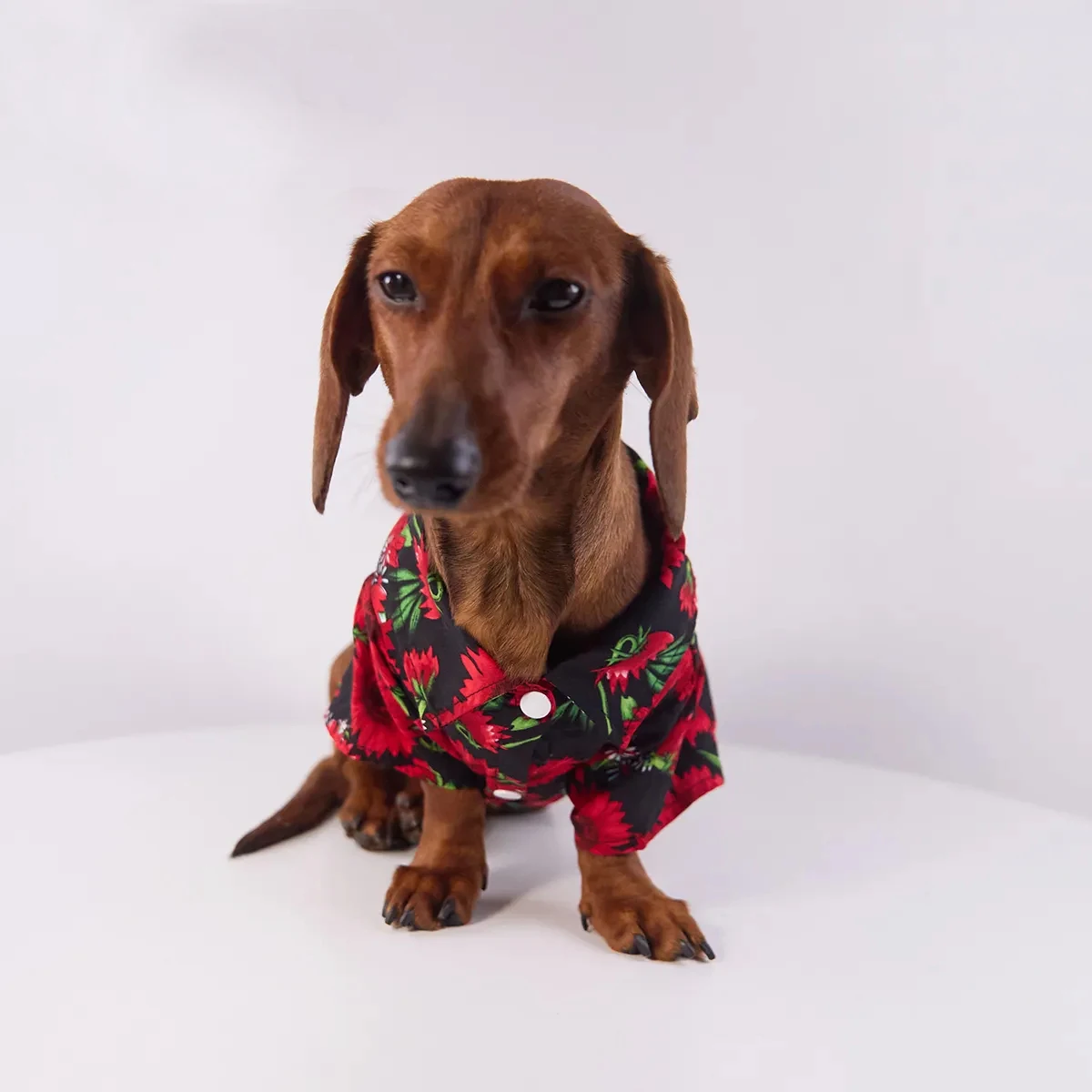 Camiseta de algodón con botones para Dachshund – Estampado girasoles verano - imagen 5
