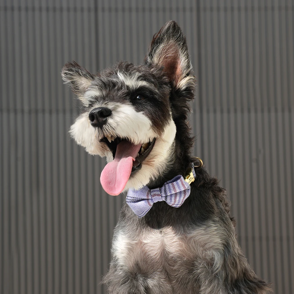 Collar con hebilla para perro personalizado, pajarita bonita, collares de identificación para perros y gatos, grabado gratis, antipérdida para perros pequeños y medianos, gatos, Chihuahua - imagen 5