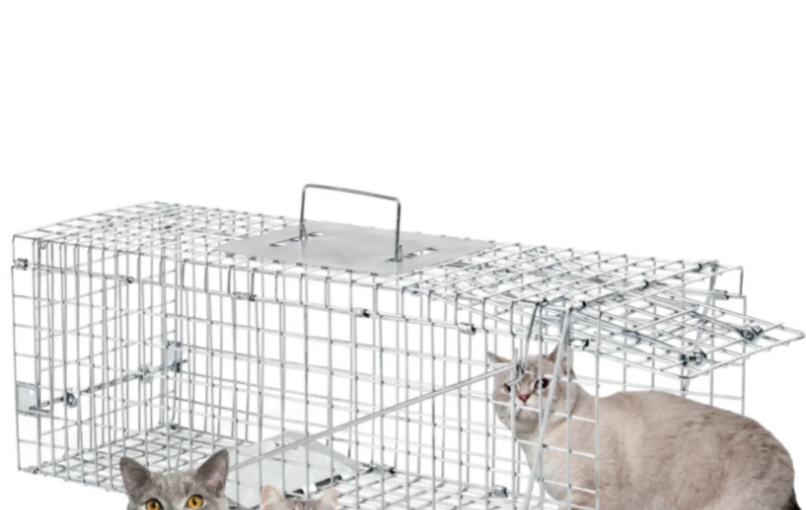 hmqViviiyNSAyin9WuaRt6h8HaNPYugSiQPJ