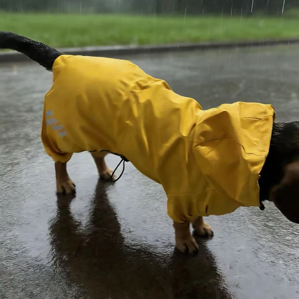 Impermeable amarillo para Dachshund y perros pequeños con reflectante - imagen 4