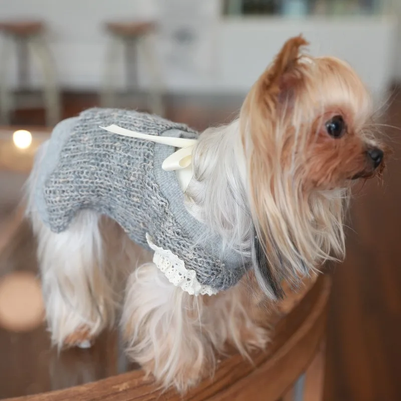 Perro Teddy usando el conjunto completo en interiores