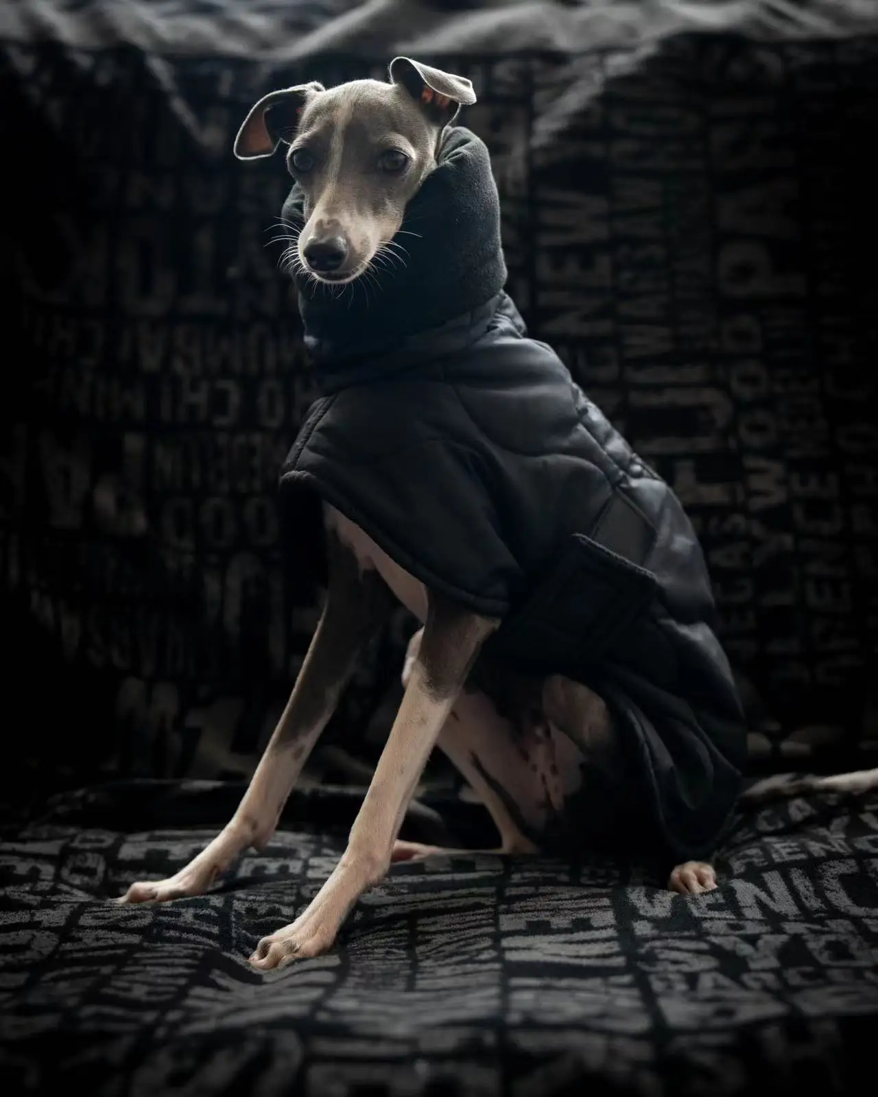 Abrigo de algodón con cuello alto de invierno, resistente al viento, impermeable, abrigo cálido para perros, galgo italiano, ropa para mascotas Whippet - imagen 3