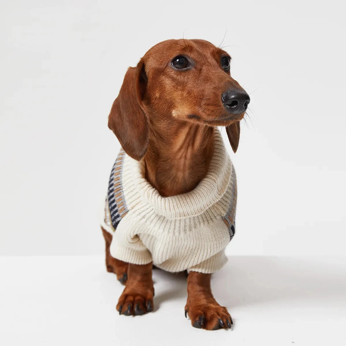 Suéter Retro de estilo británico para perros Wiener, chaleco grueso y suave de invierno para perros salchicha, abrigo de moda para perros pequeños y medianos de tejón - imagen 4