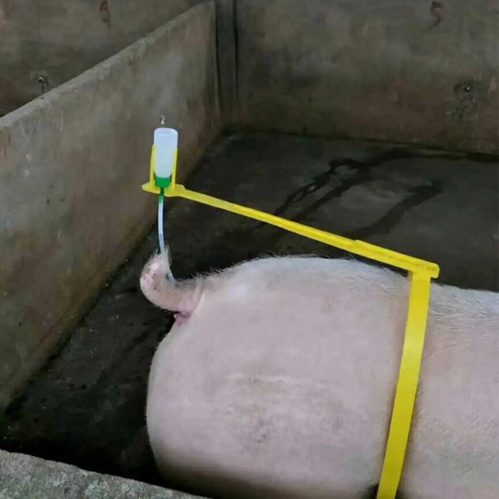 Pig Artificial Insemination Back Clamp Tool Artificial Insemination Clip