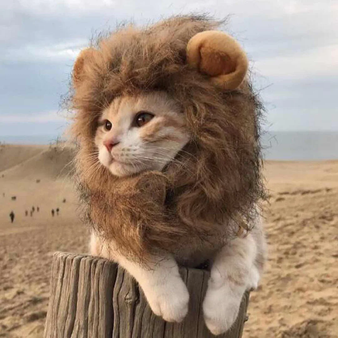 Bonita peluca de gato de crinera de León, sombrero para perros y gatos, accesorios de decoración para perros pequeños, peluca de León, disfraz, gorro de pelo elegante, suministros para mascotas - imagen 2