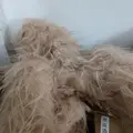 Champagne Poodle hai