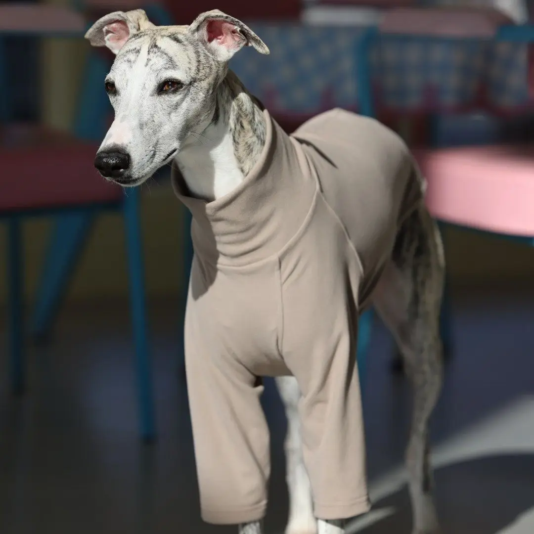 Camiseta caqui y sudadera para Galgo Italiano - imagen 3