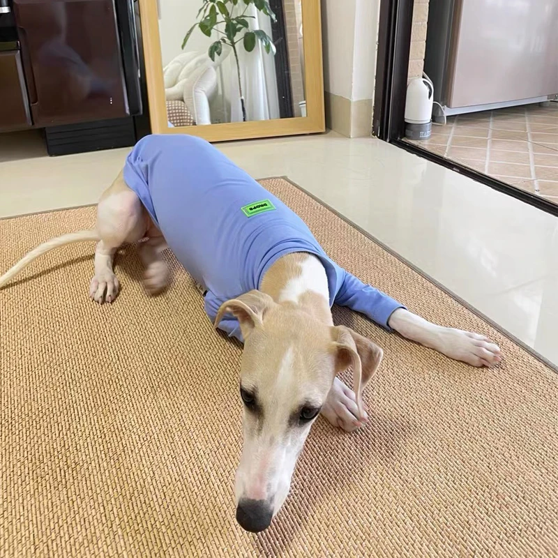 Camiseta 100% de algodón para primavera y verano, abrigo elástico suave para Huibit Whipbit para Bedlington Greyhound, pijamas de perro morado claro con cuello alto - imagen 5