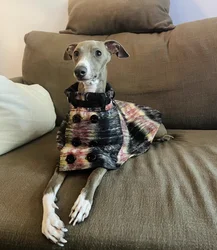 Abrigo extensible a prueba de viento para Galgo Italiano y Whippet