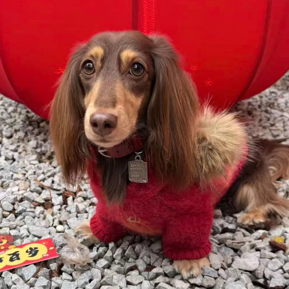 Suéter con capucha y peluche para perros dachshund-abrigo rojo cálido - imagen 4