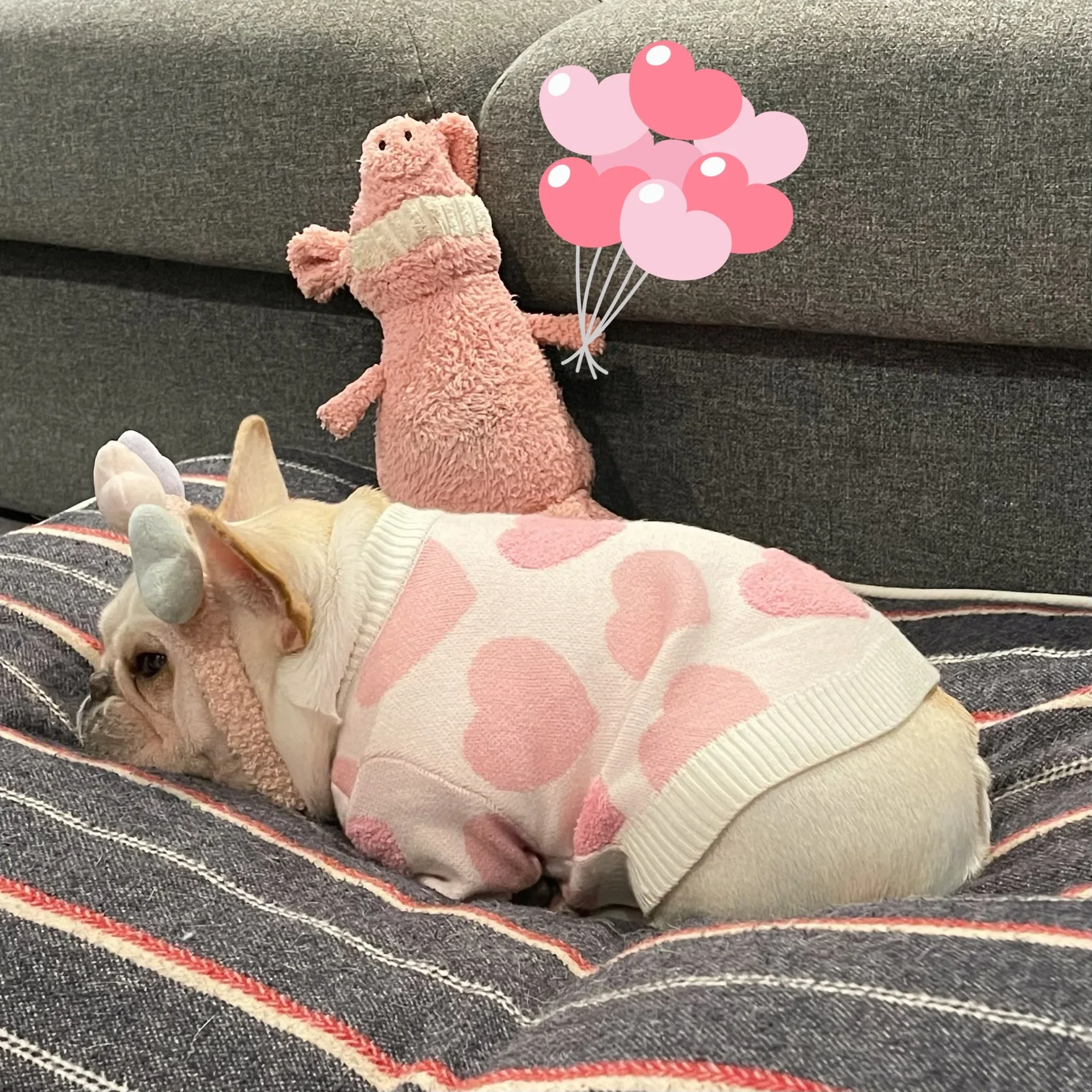 Suéter rosa para mascotas, ropa para perro, gato, amor, Ley, Lucha, peluche, Schnauzer, Red, cachorro rojo, Otoño e Invierno - imagen 2