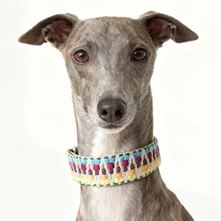 Pack collar y correa de cuero para perro – Resistentes